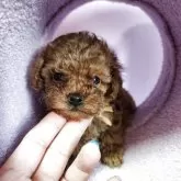 トイプードル(トイ)