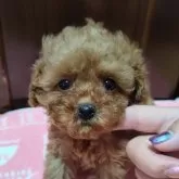 トイプードル(トイ)