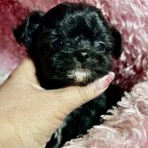 チワプー(チワワ×トイプードル)