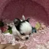 チワワ(ロング)【三重県・女の子・2024年11月28日・ホワイト&ブラック】の写真3「体重は403gで」