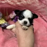 チワワ(ロング)【三重県・男の子・2025年10月3日・ブラックタンホワイト】の写真4