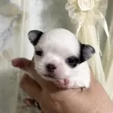 チワワ(ロング)【三重県・女の子・2024年11月28日・ホワイト&ブラック】の写真5