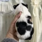 チワワ(ロング)【三重県・女の子・2024年11月28日・ホワイト&ブラック】の写真6