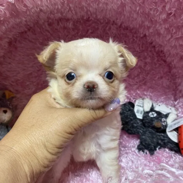 ID:2206-02597の子犬