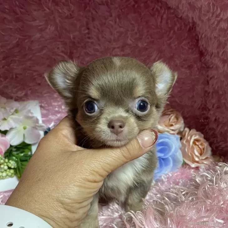 ID：2407-04888の子犬