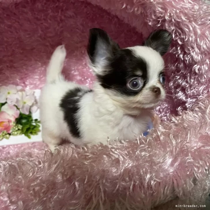 ID：2407-03526の子犬