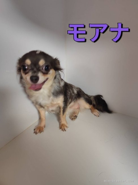 チワワ(ロング)【・女の子・2022年10月28日・ブルーマール】