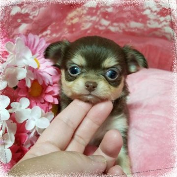 チワワ(ロング)【三重県・女の子・2018年1月20日・チョコレートタン】の写真「特選犬の大変可愛いチワワちゃん」