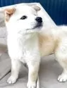 柴犬(標準サイズ)【京都府・男の子・2025年5月24日・白】の写真11