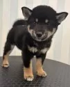 柴犬(標準サイズ)【京都府・男の子・2025年8月3日・黒】の写真11