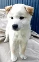 柴犬(標準サイズ)【京都府・男の子・2025年5月24日・白】の写真12