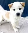 柴犬(標準サイズ)【京都府・男の子・2025年5月24日・白】の写真14