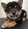 柴犬(標準サイズ)【京都府・男の子・2025年8月3日・黒】の写真15