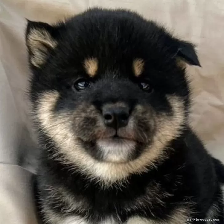 ID：2503-02780の子犬