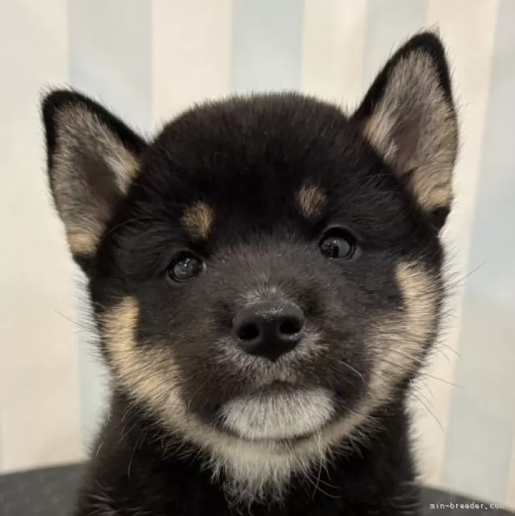 J.T 様のお迎えした子犬