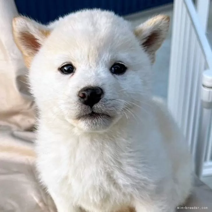 ID：2501-01451の子犬