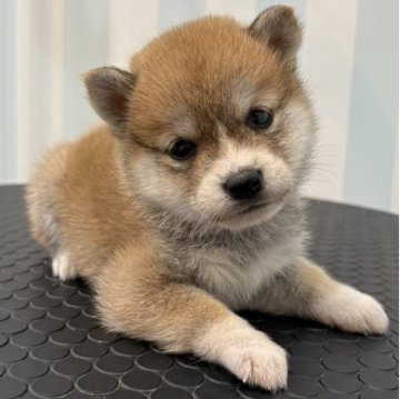 柴犬(標準サイズ)【京都府・女の子・2025年7月31日・赤】の写真「希少な配色になりました。」