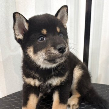 柴犬(標準サイズ)【京都府・男の子・2025年8月3日・黒】の写真「渋いイケメン君」