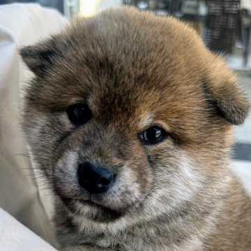 柴犬(標準サイズ)【京都府・女の子・2025年2月1日・赤】の写真「大きく丸い目がとても可愛い女の子」