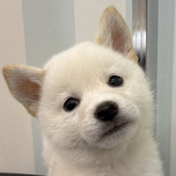 柴犬(標準サイズ)【京都府・男の子・2025年7月31日・白】の写真「真っ白な可愛い男の子」