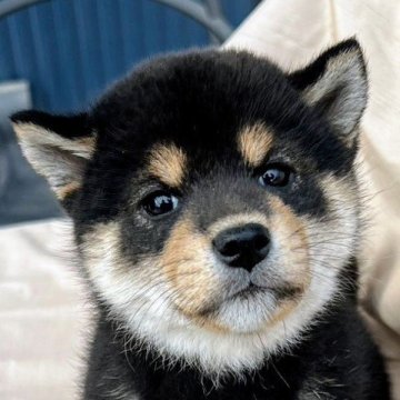 柴犬(標準サイズ)【京都府・女の子・2024年12月27日・黒】の写真「文句無しの美人さん。」