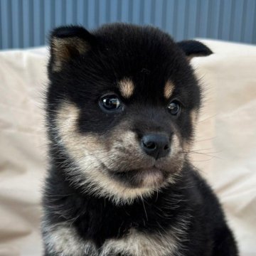 柴犬(標準サイズ)【京都府・女の子・2024年10月28日・黒】の写真「クリっとした目がとてもかわいい女の子」