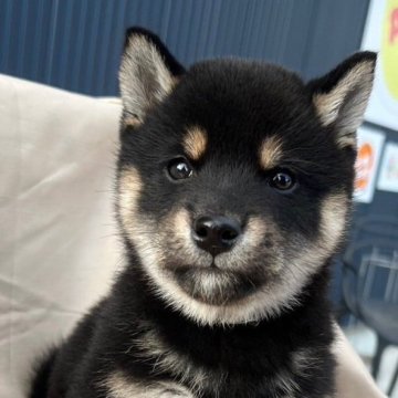 柴犬(標準サイズ)【京都府・男の子・2024年11月2日・黒】の写真「整った顔のイケメンくんです！」
