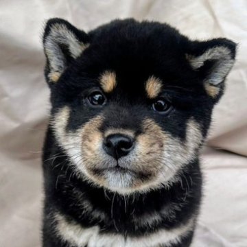 柴犬(標準サイズ)【京都府・男の子・2024年11月23日・黒】の写真「顔が大きく男らしい男前。」