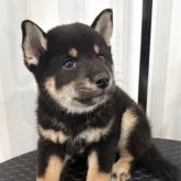 柴犬(標準サイズ)