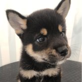 柴犬(標準サイズ)