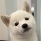 柴犬(標準サイズ)