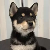 柴犬(標準サイズ)