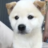 柴犬(標準サイズ)【京都府・男の子・2025年5月24日・白】の写真1