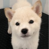 柴犬(標準サイズ)