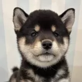 柴犬(標準サイズ)