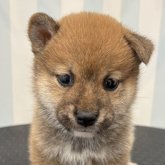 柴犬(標準サイズ)
