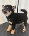 柴犬(標準サイズ)【京都府・男の子・2025年8月3日・黒】の写真3