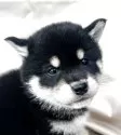 柴犬(標準サイズ)【京都府・女の子・2025年3月25日・黒】の写真3