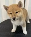 柴犬(標準サイズ)【京都府・女の子・2025年8月6日・赤】の写真3