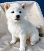 柴犬(標準サイズ)【京都府・女の子・2024年11月18日・白】の写真4