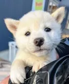 柴犬(標準サイズ)【京都府・女の子・2024年11月18日・白】の写真6