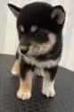 柴犬(標準サイズ)【京都府・女の子・2025年7月28日・黒】の写真5
