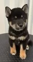 柴犬(標準サイズ)【京都府・男の子・2025年8月3日・黒】の写真9