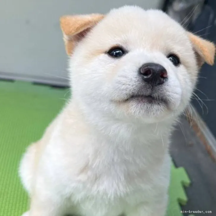 ID：2307-02757の子犬