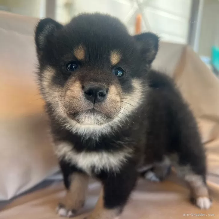ID:2405-02283の子犬