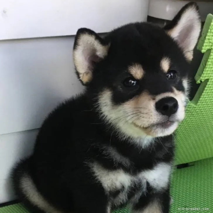 kyo 様のお迎えした子犬