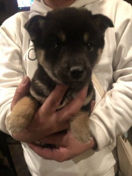 柴犬(標準サイズ)【京都府・女の子・2018年9月12日・黒】の写真「とても可愛い人気の黒柴の女の子」