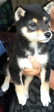 柴犬(標準サイズ)【京都府・女の子・2018年9月1日・黒】の写真「上品な顔立ちの黒柴の女の子」