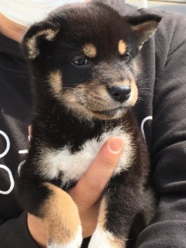 柴犬(標準サイズ)【京都府・男の子・2018年8月28日・黒】の写真「元気な男の子」