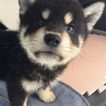 柴犬(標準サイズ)【京都府・男の子・2023年2月8日・黒】の写真「綺麗な配色のイケメン君」